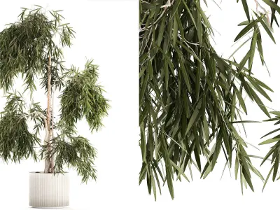 Beautiful weeping willow tree Olive in flowerpot 1346 3D model
