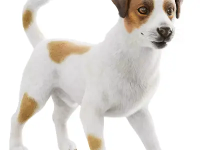 Jack Russell Terrier Dog 3D model