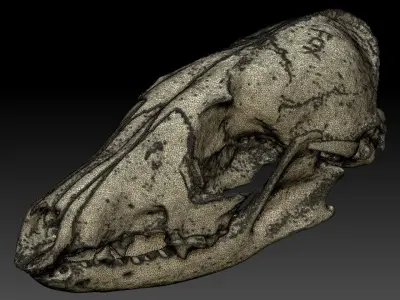 Fox Skull with Jaw Scan 3D model