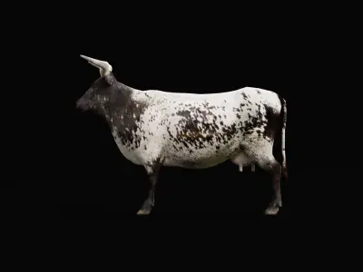 Texas Longhorn Beef Cattle Low-poly 3D model