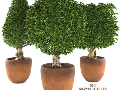 Boxwood trees 3D model
