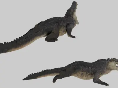 Realistic Crocodile 3D Model Game Ready Textures FBX C4D Blender Low-poly 3D model