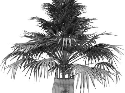 Plants Collection 142 Sabal Minor 3D model