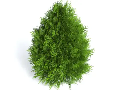 Thuja Shrub III 3D model