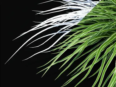 Carex morrowii Ice Dance ornamental grass 3D model