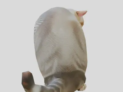 Domestic Cat Sitting Pose Model Low-poly 3D model
