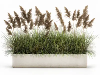 Pampas grass for landscaping 1069 3D model