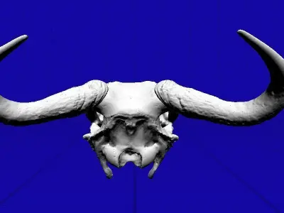 Wildebeeste Skull 3D model