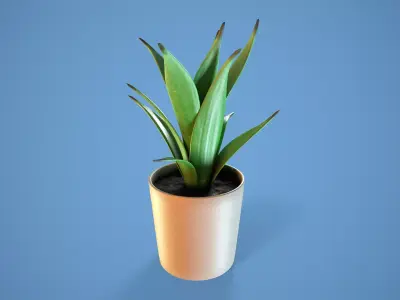 Potted Succulent 3D model