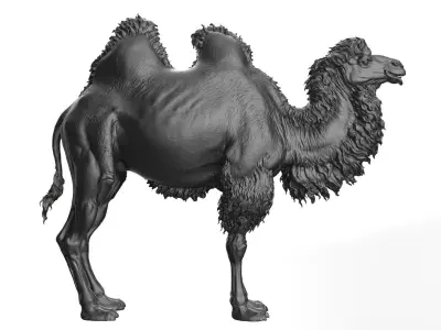 Bactrian Camels  - TPose 3D model