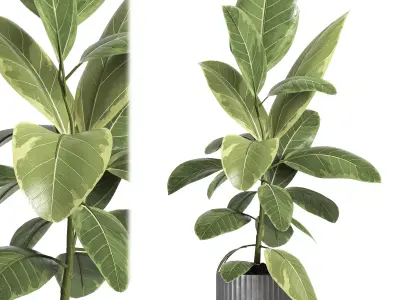 indoor plant 039 3D model
