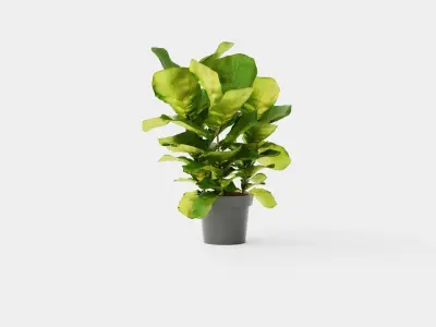 Ficus lyrate Low-poly 3D model