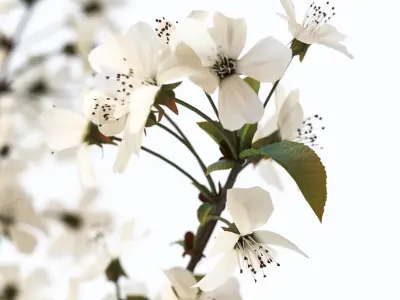 Twig with white flowers in a glass vase 3D model