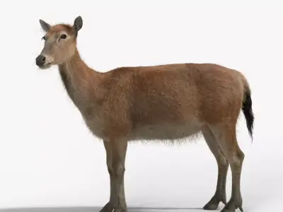 Female Deer 2 Animations  VFX Grace 3D model