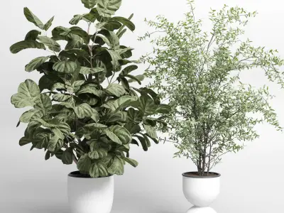 indoor plant set 409 palm bush ficus lyrata concrete vases Low-poly 3D model