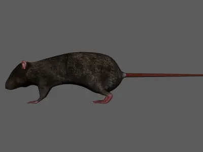 3D Realistic Rat Model with RIG 3D model
