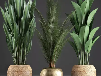 Collection Exotic plants 360 3D model