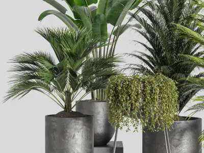indoor plant Set 3 3D model