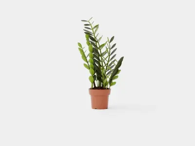 Zamioculcas zamiifolia Low-poly 3D model