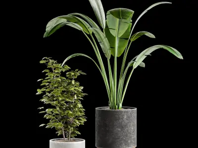 Indoor plant collection 01 3D model