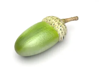 Acorn 3D model