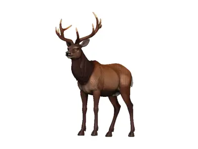 Elk-Elk Low-poly 3D model