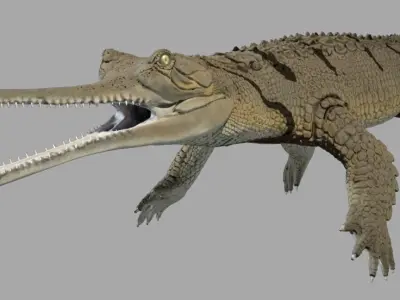 Gavial Gharial 3D model