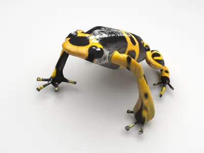 Yellow and Black Poison Dart Frog 3D model