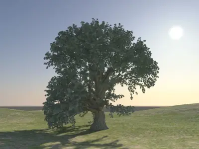 oak tree Free 3D model purchase