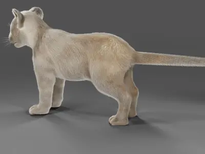 Fur White Lion Cub No Rigged Low-poly 3D model