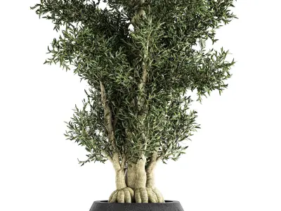 Decorative tree in a black flowerpots 806 3D model