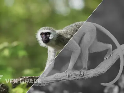 Vervet Monkey Animation VFX Grace 3D model
