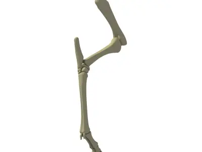 Skeleton of Animal Femur  3D model