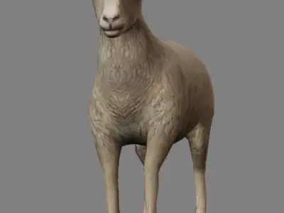 Sheep Animations- LowPoly- Game Ready Low-poly 3D model