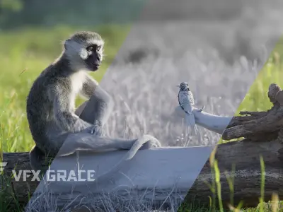 Vervet Monkey Animation VFX Grace 3D model