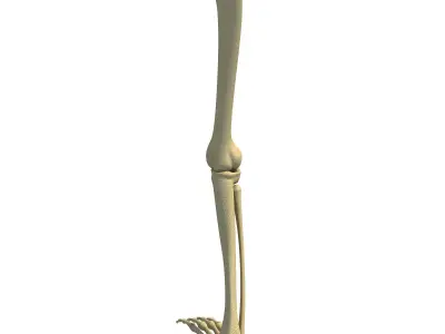 Animal Skeletal Femur 3D model