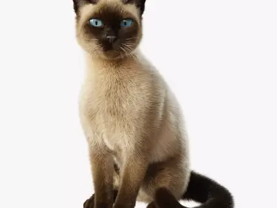 Cat Siamese Rigged Animated 3D model