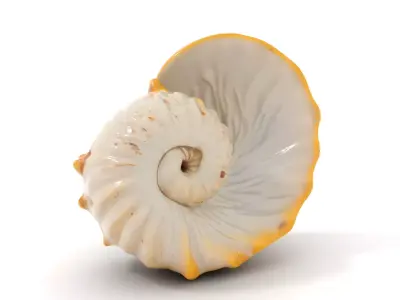 Elegant Nautilus Shell model pack Low-poly 3D model