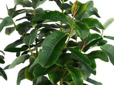 Ficus Elastica Set 3D model