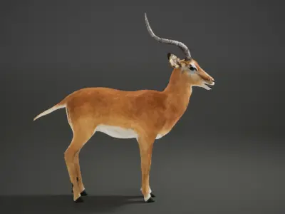 Impala Rig UNREAL project  Maya base rig 3D model