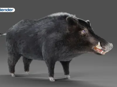 Fur Black Wild Boar NO Rigged in Blender Low-poly 3D model