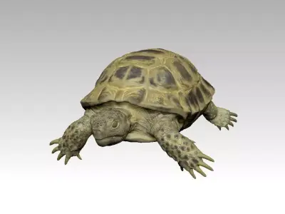 Turtle tortoise 3D model