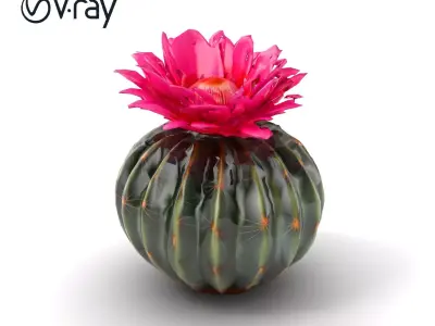 Echinopsis Spherical Cactus Pink Flower model pack Low-poly 3D model