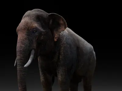 Elephant 3D Model Low-poly 3D model