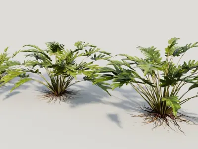 Philodendron xanadu 3D model