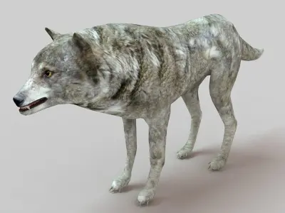 Gray Wolf Low-poly 3D model buy