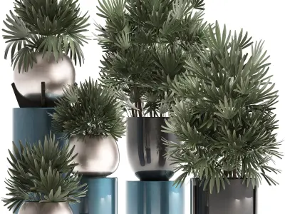 Rhapis excelsa palms 3D model