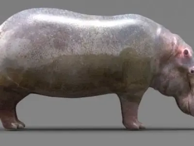 Hippopotamus 3D model get