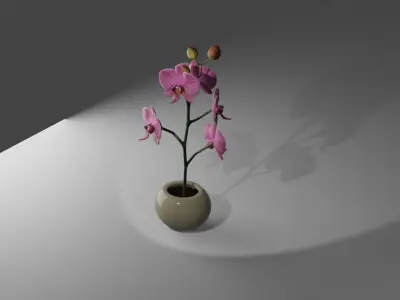 Orchidea orchid in vase Free 3D model