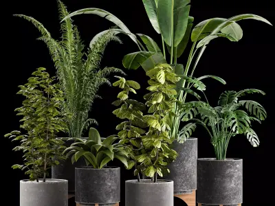 Indoor plant collection 01 3D model